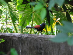 Centropus sinensis