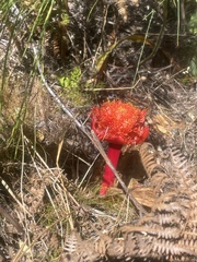 Haemanthus sanguineus
