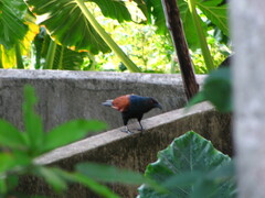 Centropus sinensis