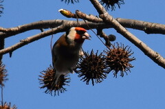 Carduelis carduelis