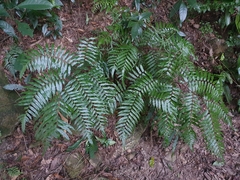 Gymnosphaera podophylla