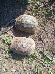 Testudo graeca