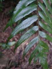 Gymnosphaera podophylla