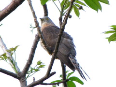Aves