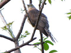 Aves