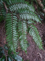 Gymnosphaera podophylla