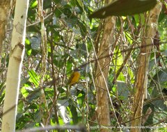 Eucometis penicillata