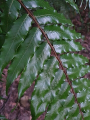 Gymnosphaera podophylla