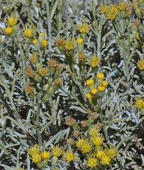 Senecio filaginoides