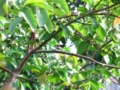 Aves