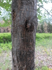 Robinia × ambigua