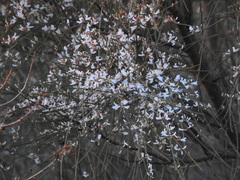 Retama monosperma