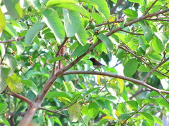 Leptocoma zeylonica