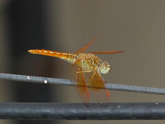 Brachythemis contaminata