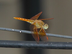 Brachythemis contaminata