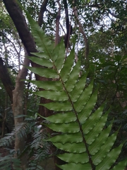 Gymnosphaera podophylla