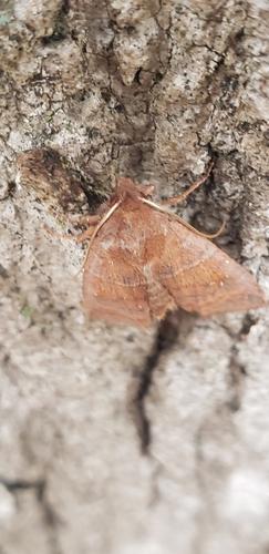Morrison's Sallow photo 6