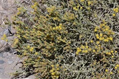 Senecio filaginoides