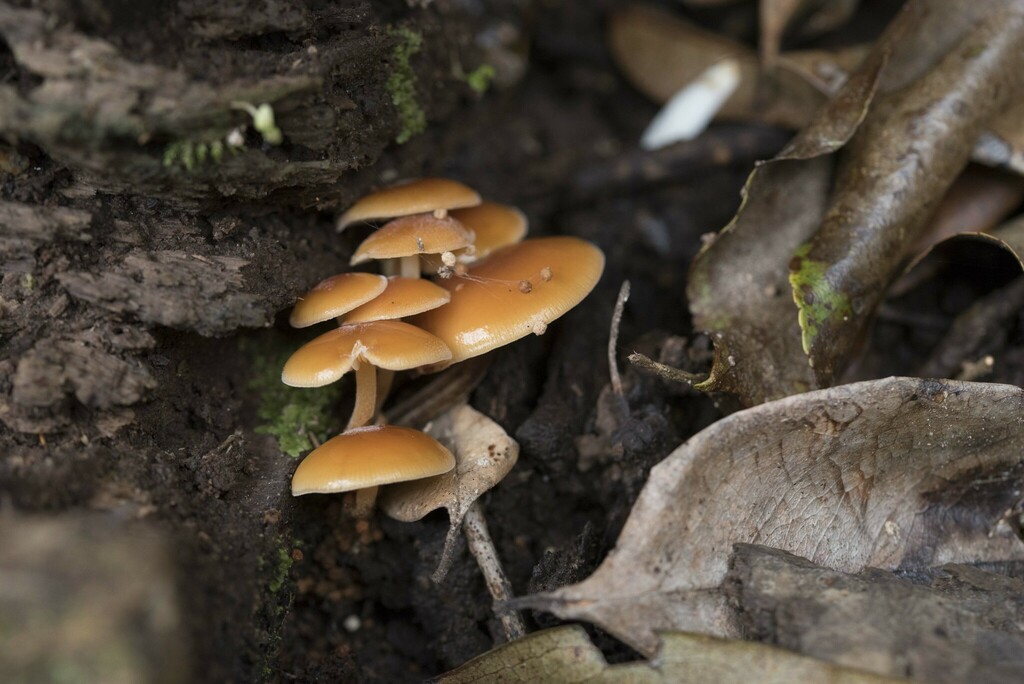 Flammulina filiformis