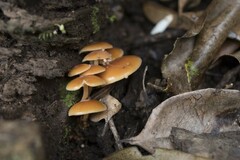 Flammulina filiformis