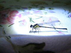 Onychargia atrocyana