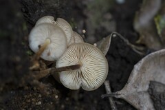 Flammulina filiformis