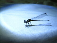 Onychargia atrocyana