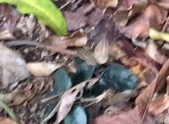 Ragadia makuta siponta