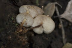 Flammulina filiformis