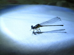 Onychargia atrocyana