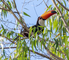 Ramphastos toco