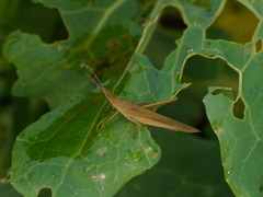 Atractomorpha lata