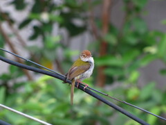 Aves