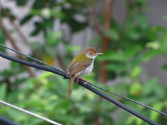 Aves