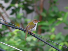 Aves