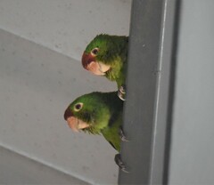 Psittacara finschi