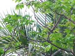 Psilopogon asiaticus