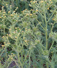 Senecio sylvaticus