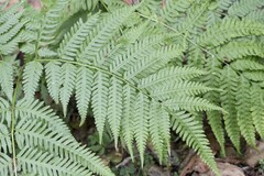 Pteris wallichiana