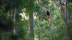 Callicebus nigrifrons
