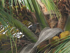 Eudynamys scolopaceus