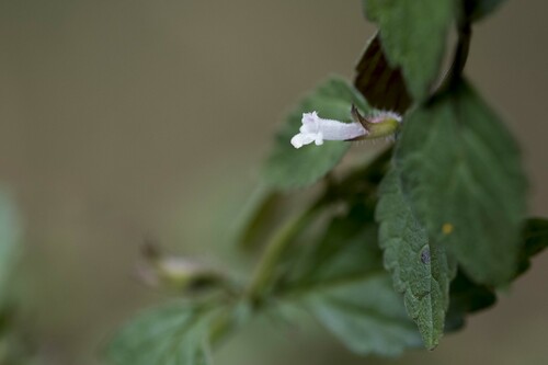 Image of Small-Flowered Melissa (Melissa axillaris) by (c) Licheng Shih, some rights reserved (CC BY)