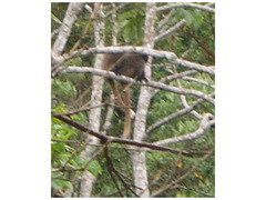 Callicebus nigrifrons
