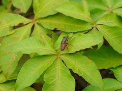 Idiella