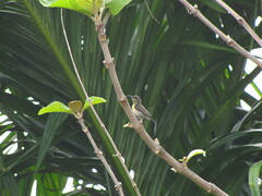 Cinnyris