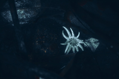 Halcampa duodecimcirrata