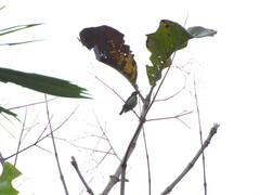 Aves