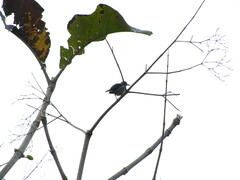 Aves