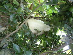 Crescentia cujete