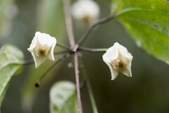 Clematis henryi